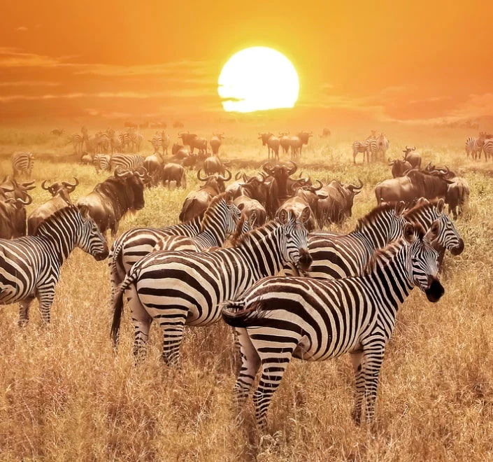 Cebras al atardecer en la sabana africana