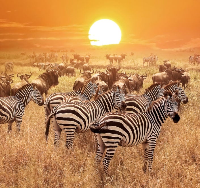 Imagen visualmente atractiva de un canal de televisión africano, en la que se muestra a un grupo de cebras en la sabana africana durante la puesta de sol.