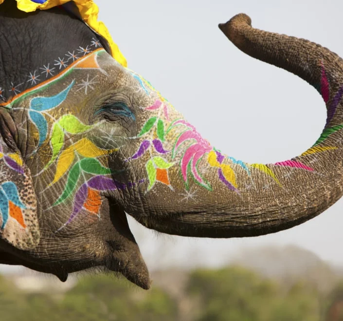 Elefante colorido con adornos