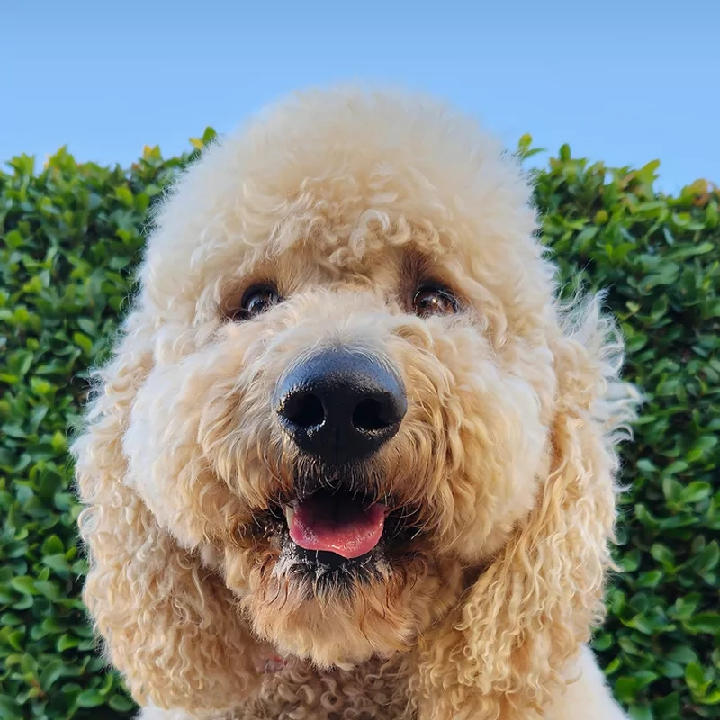 Perro al aire libre bajo un cielo espejado posando para una foto