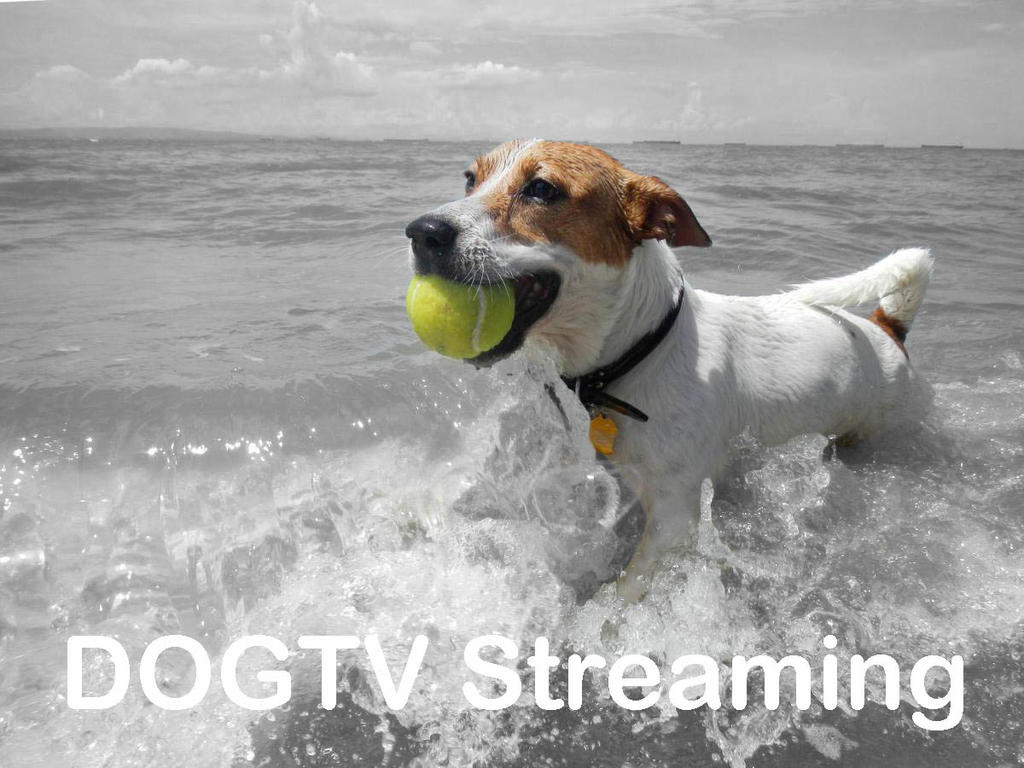 dog tv dish network